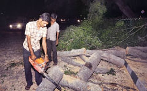 Woman injured as tree falls on 2-wheeler