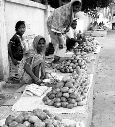 Mango brings sweet relief for farmers