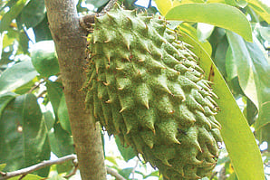 High demand for anti-cancer fruit