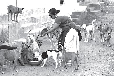 A safe haven for man’s best friend