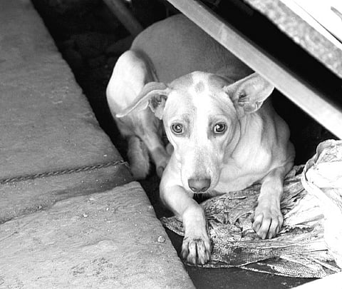 Dogged by grief, they await a new master