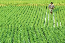 Government plans to maximise seed replacement