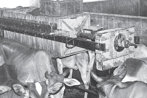 Corporation mulls remodeling of Kaloor abattoir