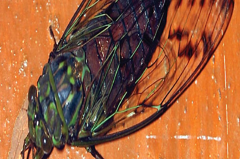 Music unplugged: The Cicada opera