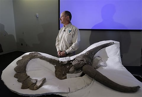 Big-nosed, horned-faced dinosaur unearthed in US