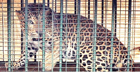 Woman saves husband from leopard