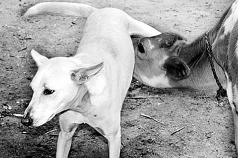 Dog plays mother to orphaned calf