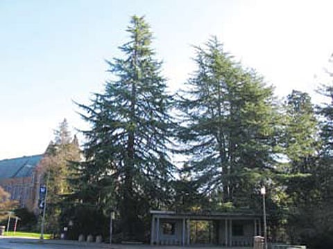 Role of Medicinal Trees Stressed