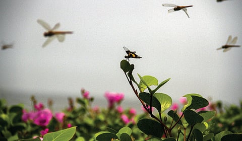 Dragonfly that Crosses the Seas to Africa