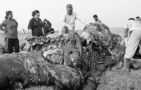 Whale Skeletal Recovery Begins