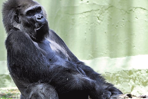 Polo, India's Only Gorilla, Dies at Mysore Zoo