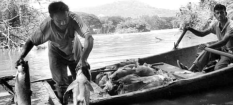 Dead Fish at Karanji Lake Raise a Stink
