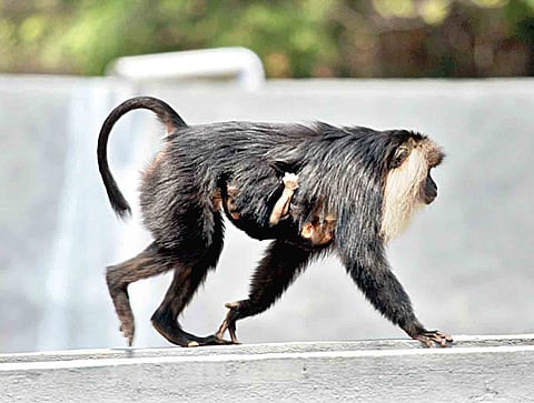 Lion-tailed Macaque Delivers Bundle of Joy at Vandalur Zoo, Count Rises to 24
