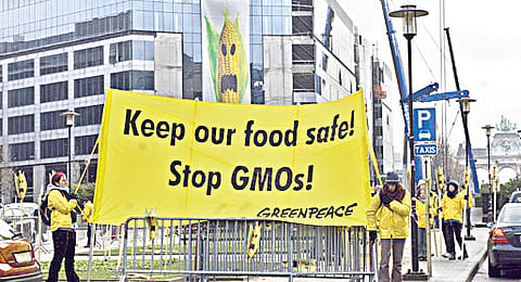 HC Seeks Centre Reply on Greenpeace Plea Against Account Freeze
