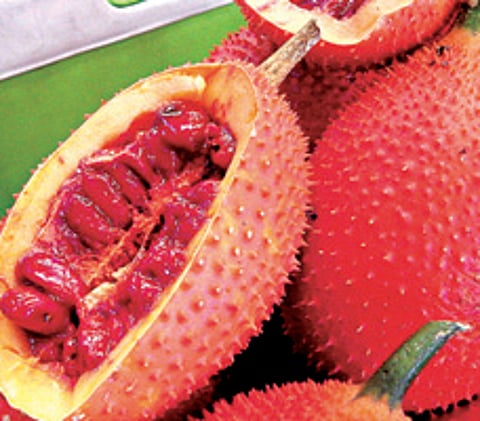 Gac Fruit to Be Sold in Bangalore Soon