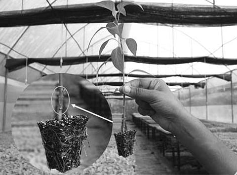 Taiwan Centre Seeks Extension of Agri Varsity's Graft Technology for its Projects