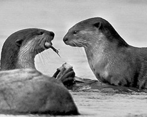 Otter Reserve Along Tungabhadra Likely