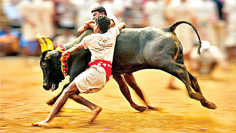 To Save Jallikattu, State Government wants Bulls out of the Performing Animals Category