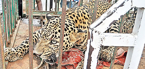 Camera-shy Big cat Terrorises Palayamkottai Locals, 3 Hurt
