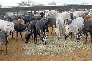 Holy Cow! Temple Authorities in a Fix as Numbers of Donated Cattle Rise