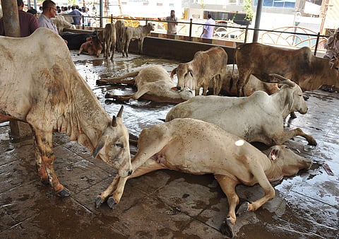 9 Cows Die of Food Poisoning at Goshala