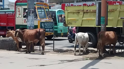 Stray Cows a Danger to Motorists