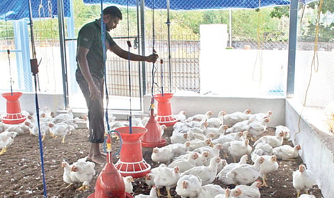 Mooligai Chicken for the Chennai Soul