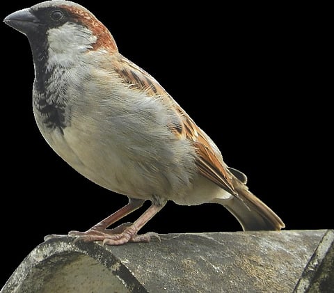Bye Bye, Birdie