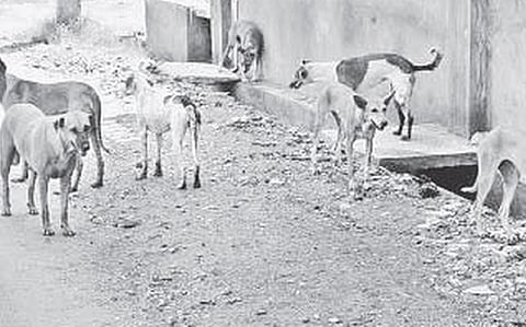 Kerala Veterinarians Suggest Chemical Neutering of Stray Dogs