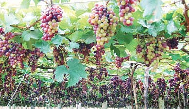 The Gardens of Grapes: Farmers Taste Fruity Success