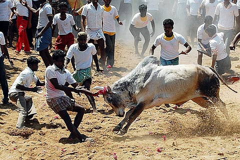 Banning Jallikattu Would Kill Indian Breed: Expert