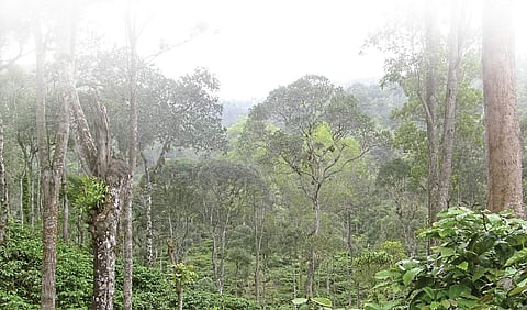 Areca Rubber Coffee