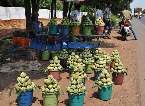 Custard apple on sale beside NH-16 in Rajahmahendravaram on Sunday | Express