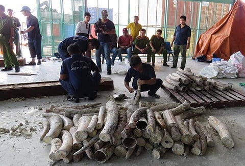 This picture taken on October 26, 2016 shows workers removing seized ivory hidden in timber as policemen and officials look on at Cat Lai port in Ho Chi Minh City. | AFP