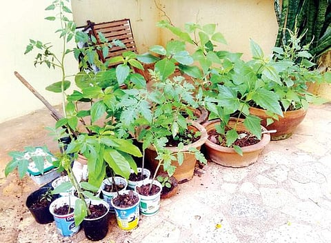My_vegetable_patch