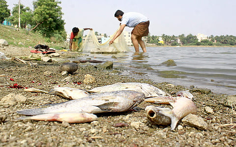 Locals trying to clear the Madipakkam lake of dead fishes near the shore, in Chennai on Friday | Martin Louis