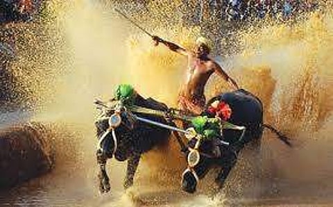 kambala