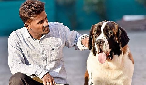 A man displays his Saint Bernard dog at ‘Petex’ near Hitex Madhapur in Hyderabad on Saturday | vinay madapu