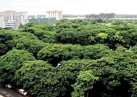 MangalavanamA