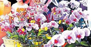 Orchid