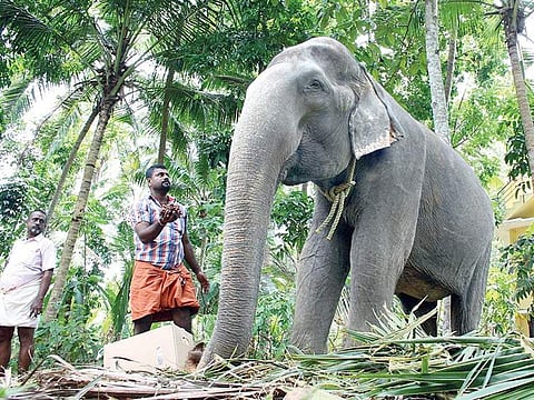 Chenkalloor Dakshayani, the 86-year-old elephant owned by the Travancore Devaswom Board | kaviyoor santhosh
