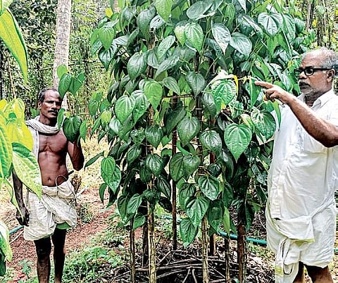 Mohammed Mooppan and Abdulla Thallassery at their betel farm at Chembra near Tirur | Express