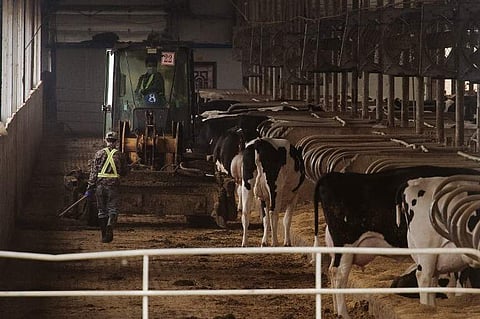 This picture taken on May 3, 2016 shows workers and cows inside a dairy farm near Gannan county, Heilongjiang province. | AFP