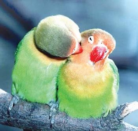 Should i free my parrots?