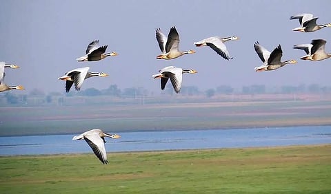 Bar-headed geese