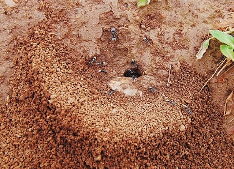 The Fascinating World of Ants