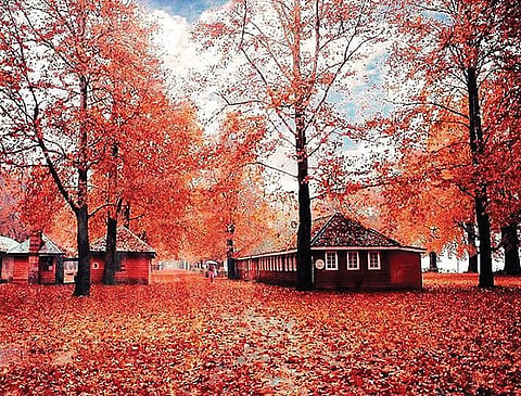 Of Uphills and Chinars