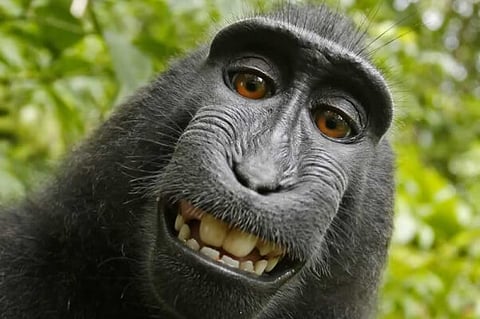 The famous Monkey Selfie. (Photo: PETA)