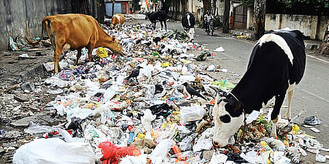 Garbage gets strays, both food and plastic