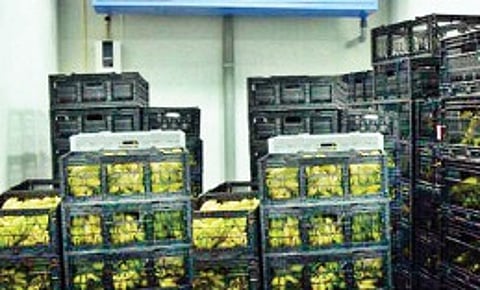 Government fruit ripening chambers prove non-starters in EG